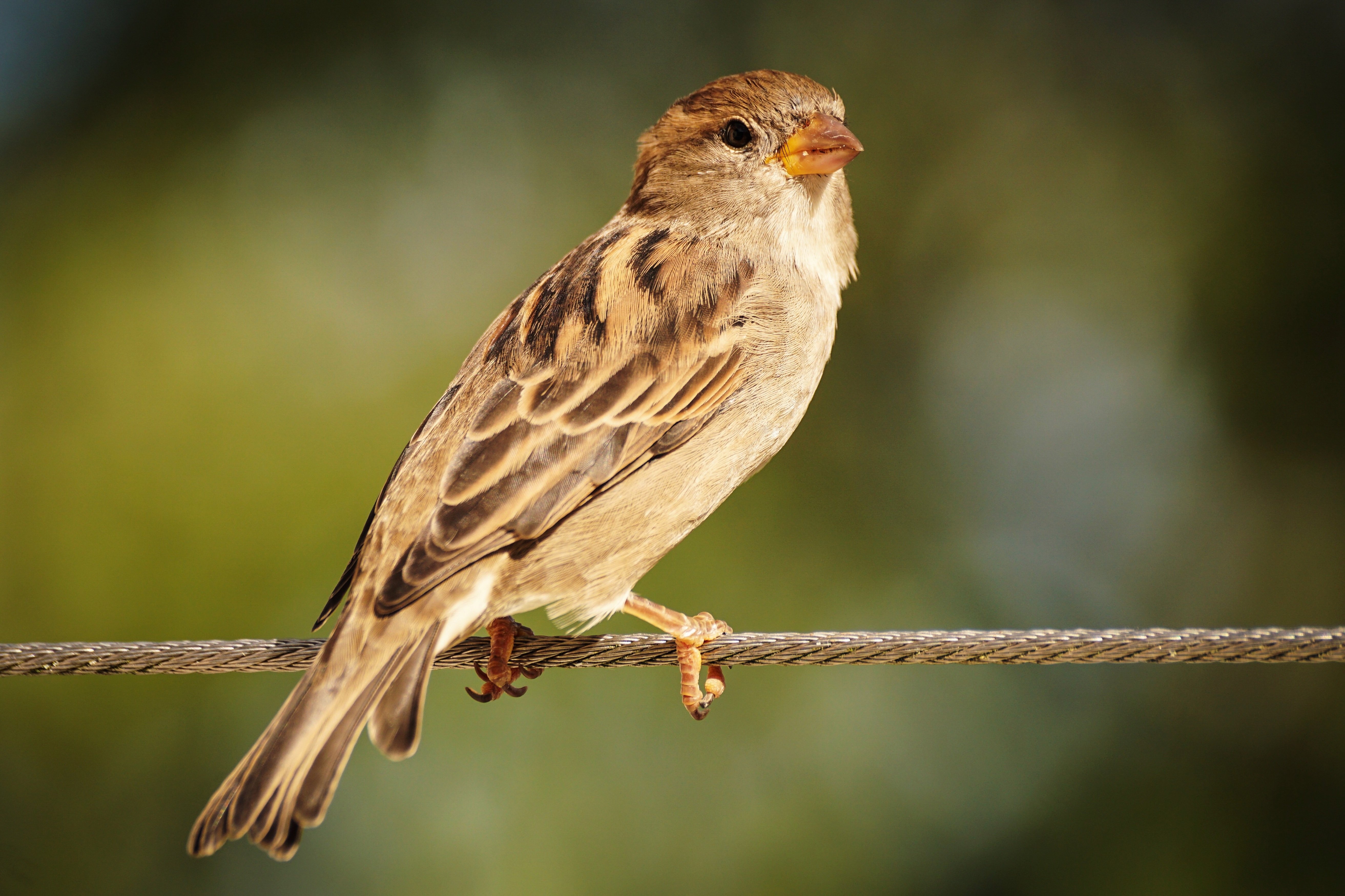 Spatz